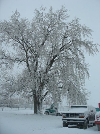 Tree covered in ice and snow, with a pickup truck and a semi-truck parked nearby in a snowy landscape