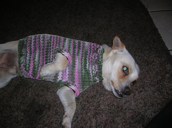 Dog wearing a pink and green striped knitted sweater lying on a brown carpet
