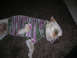 1970 Mercury Cougar - A dog lies on a carpet, wearing a knitted sweater with pink and green stripes.