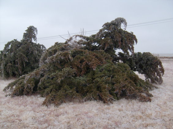 Ice-covered trees bent low to the ground under a cloudy sky