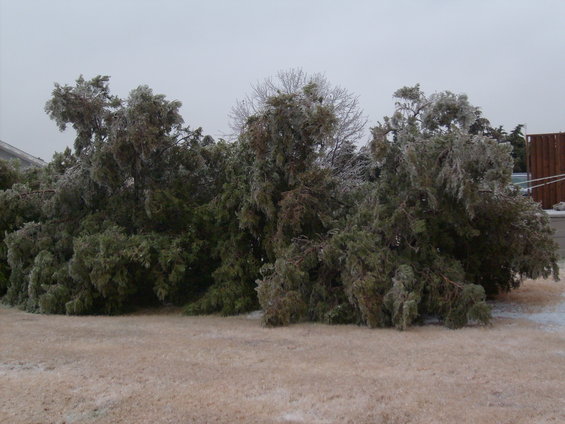 Trees heavily coated in ice after a storm, with some branches bent low
