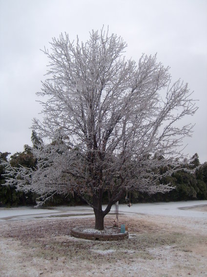Tree branches completely encased in ice after a storm
