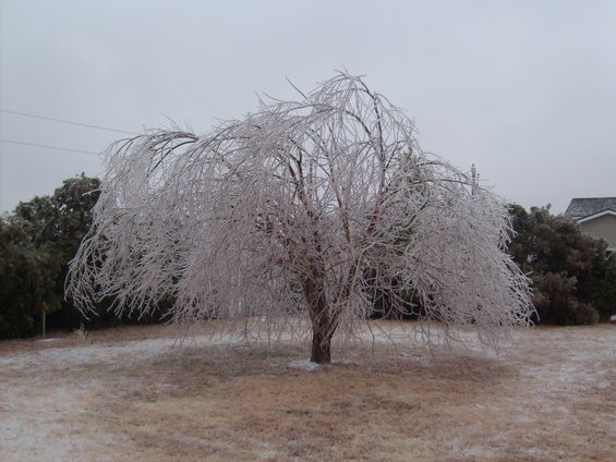 Tree branches coated in ice, with a light dusting of snow on the ground and a cloudy sky