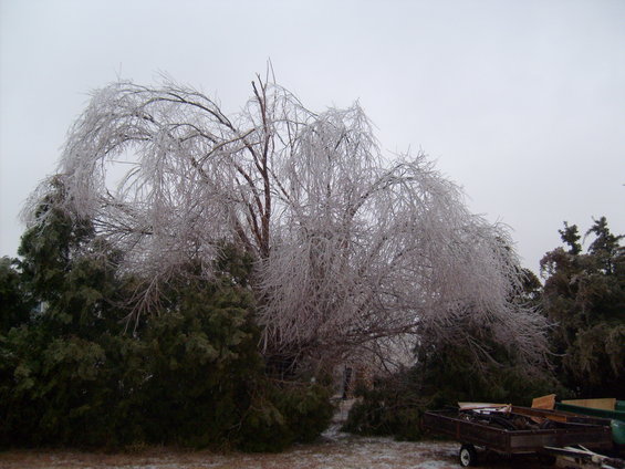 Ice-covered trees and branches with debris in a yard