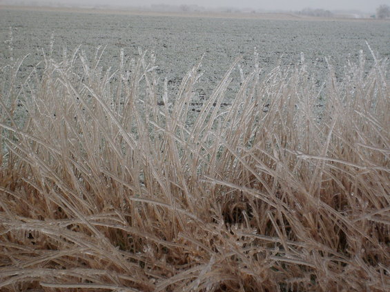 Ice-covered grass in the foreground with a frozen field in the background under a hazy sky