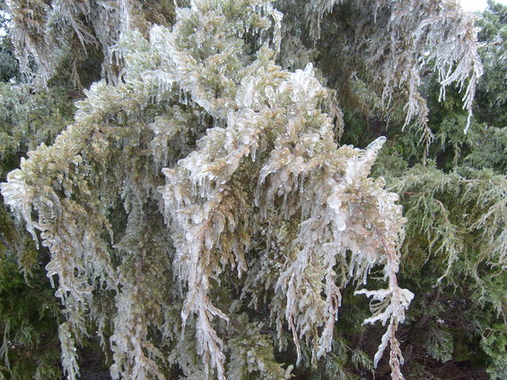 evergreen branches covered in ice
