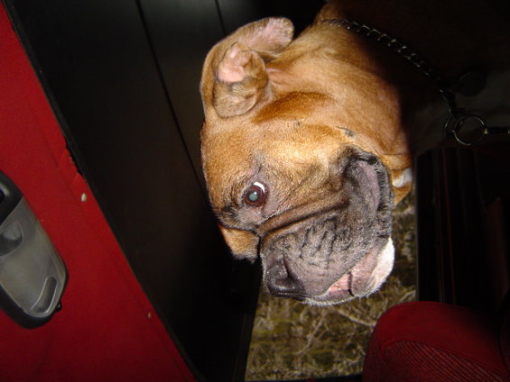 121507-042.jpg Cassius in the truck