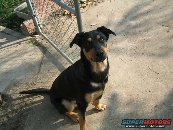 spectre.jpg Aww yea.. 1 bad ass dog.