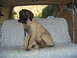 2000 Ford Excursion - Manus' first ride in his 2000 Excursion. Manus is an American Mastiff. He is about 4 months old in this picture. We bas…