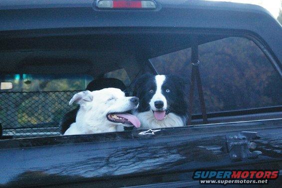 doggies-damon-and-clouds-and-scenery-075.jpg