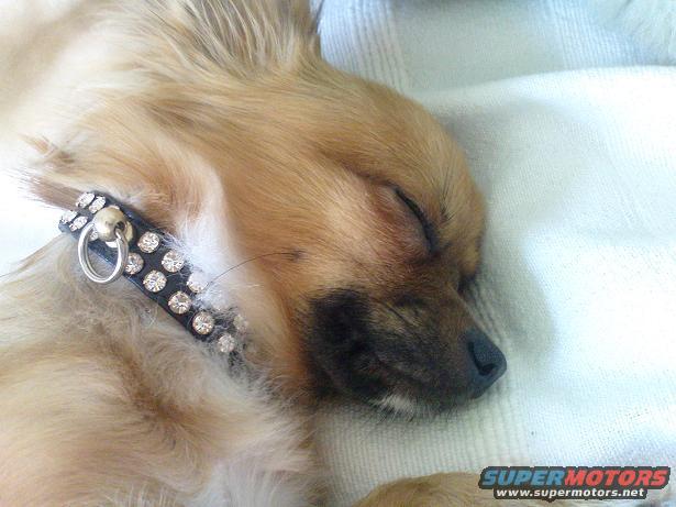 Dog sleeping with jeweled collar