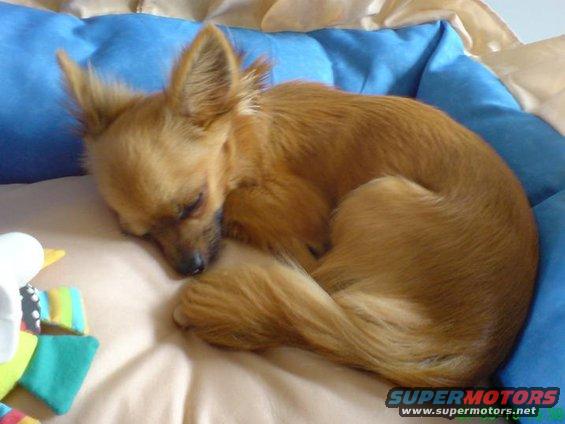 Chihuahua dog sleeping curled up on a blue cushion