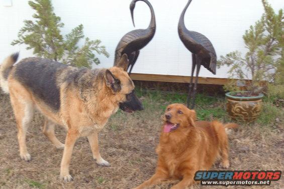 pets-001.jpg dogs