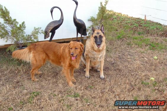pets-003.jpg dogs3