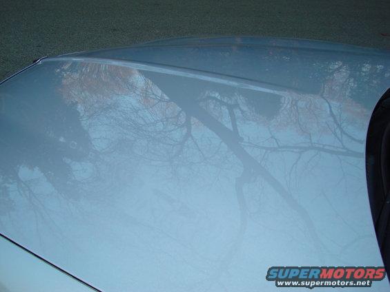 Light blue car hood reflecting bare tree branches