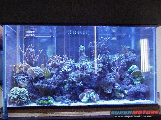 tank-with-actinics.jpg Tank with Actinics.