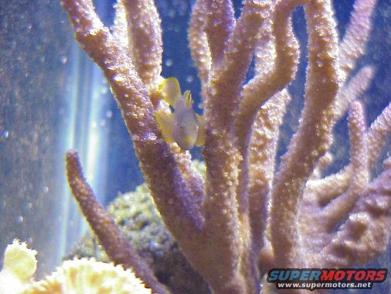 clown-goby.jpg Clown Goby On Acropora.