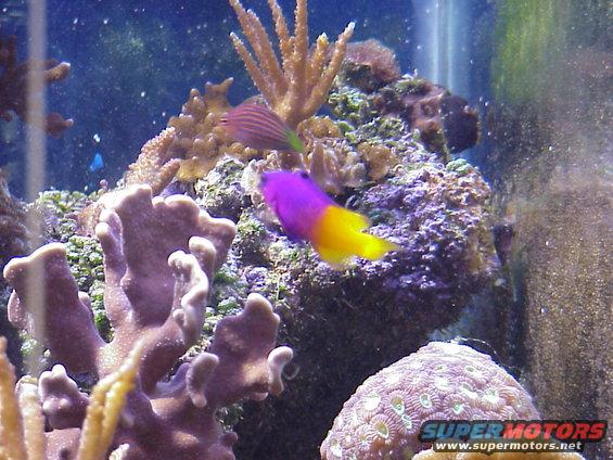 grammavssixline.jpg Royal Gramma VS Sixline Wrasse.