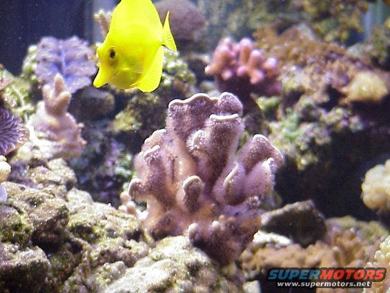 mvc645x.jpg Yellow Tang.