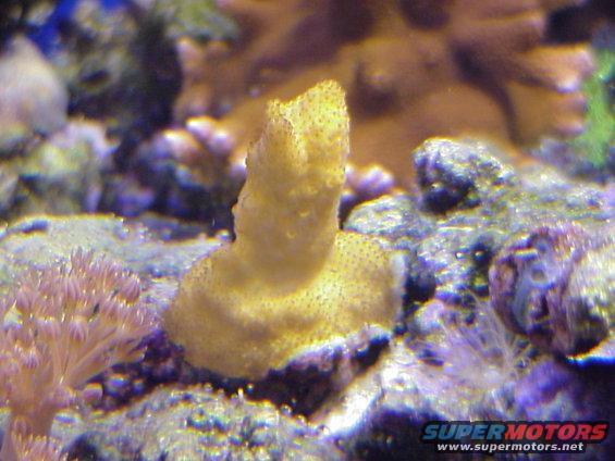 Acropora - Orange.