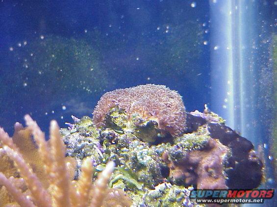 galaxia.jpg Galaxia.