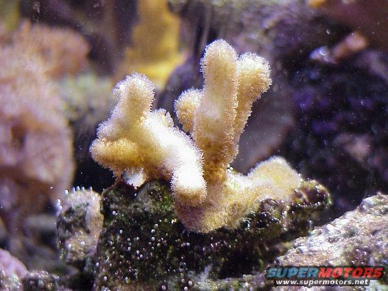 pocilloporadamicornis.jpg Pocillapora damincoris - Gold.