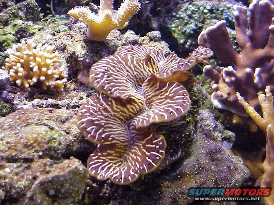 tmaxima.jpg Tridacna maxima.