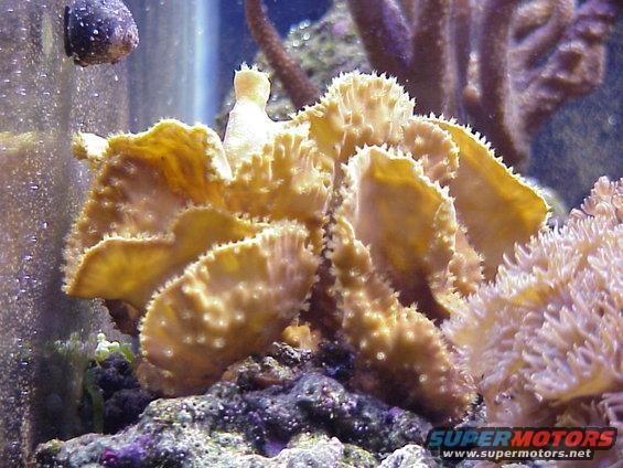 tubinariamesenterina.jpg Tubinaria - Orange.