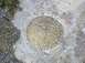 2003 Ford Crown Victoria - usgs survey marker