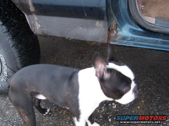 Boston Terrier dog standing next to the lower body panel and open door of a dark teal vehicle with visible rust
