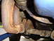 1978 Ford Bronco - See how the Passenger side header goes to the drivers side muffler.
