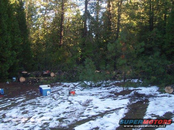Chainsaw on snowy ground next to felled trees and a cooler