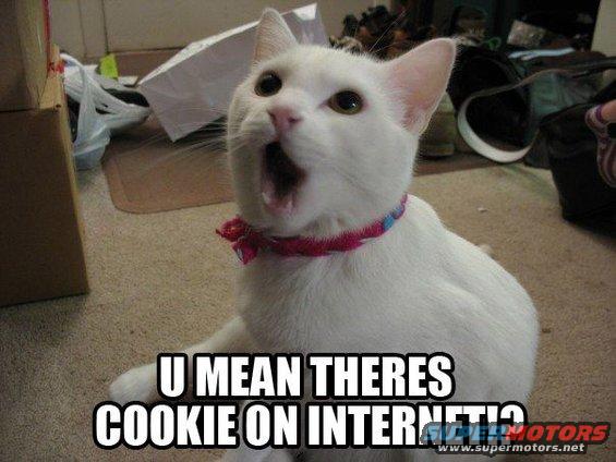 White cat with pink collar, mouth open, text overlay reads 'U MEAN THERES COOKIE ON INTERNET?'