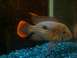 1959 Ford Fairlane - A fish with an orange tail fin swims in an aquarium filled with blue gravel.