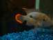 1959 Ford Fairlane - A fish with distinctive orange tail fins swims in an aquarium filled with blue gravel.