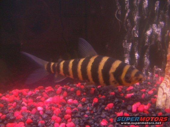 fish with black and yellow stripes in an aquarium with red gravel