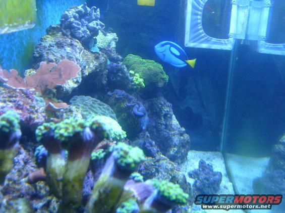 fish-tank-274.jpg 