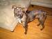 2001 Ford Crown Victoria - A brindle dog stands on a hardwood floor near a couch, looking towards the camera.