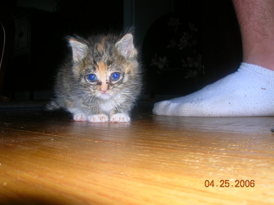 Kitten with bright blue eyes sits on a wooden floor next to a white sock