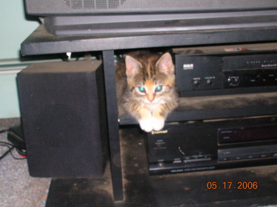 Kitten with blue eyes peeking out from under a shelf with electronics