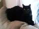 1999 Ford Crown Victoria - A black cat rests on a couch near a window with curtains.