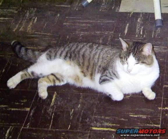 tony001a.jpg 