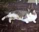1999 Ford Crown Victoria - A tabby cat is resting on a floor with a wood-like pattern.