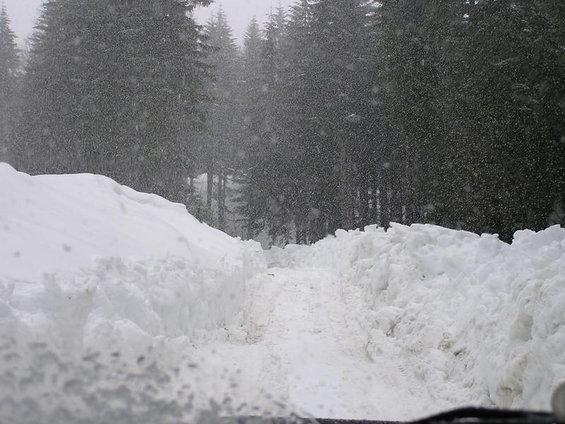 Driving on a narrow road through a snowy forest with tall trees and heavy snowfall