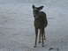 1995 Ford Bronco - A deer stands in the snow, its head turned towards the camera.