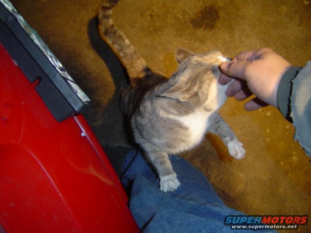 Cat being petted next to a red vehicle part with a Supermotors.net watermark
