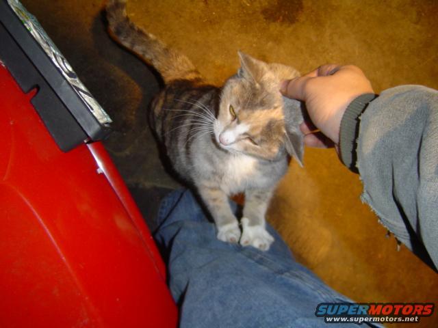 Cat with tabby markings being petted by a hand, sitting on a person's lap next to a red object
