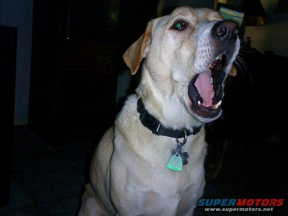Bronco dogs/Cody Speaks