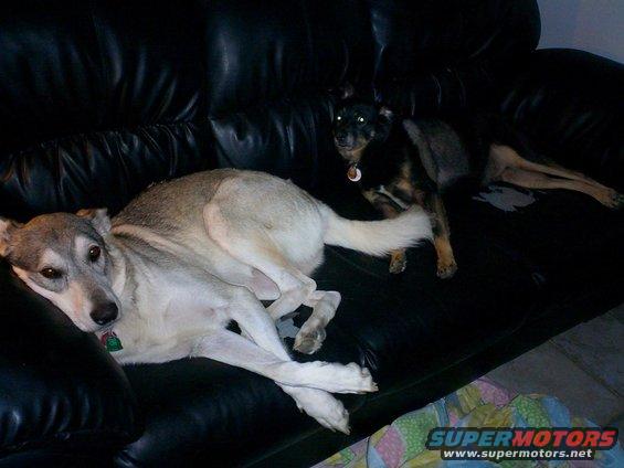 Bronco dogs/Hope and Diesel