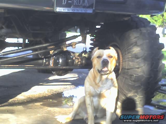 Dog sitting under a lifted vehicle with large tires and visible suspension components. License plate reads D-ROCK BRONCO